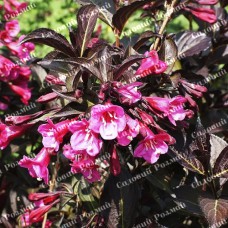 Саджанці вейгели «Олександра»