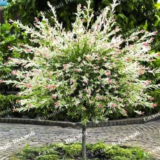 Саджанці верби на штамбі «Хакуро-Нішики»