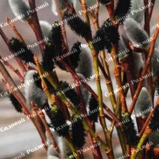 Саджанці верби на штамбі «Меланостахіс»