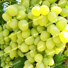 Саджанці винограду «Аркадія» - 1-річний