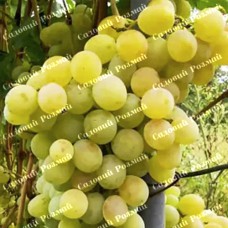 Саджанці винограду «Арні» - 1-річний