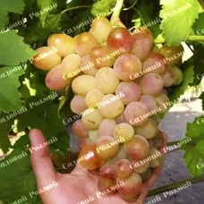 Саджанці винограду «Багровий» - 1-річний