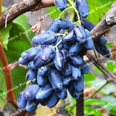 Саджанці винограду «Байконур» - 1-річний