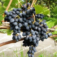 Саджанці винограду «Чарлі» - 1-річний