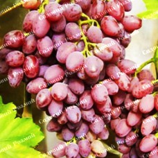 Саджанці винограду «Червоний Палець» - 1-річний