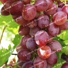 Саджанці винограду «Джин» - 1-річний