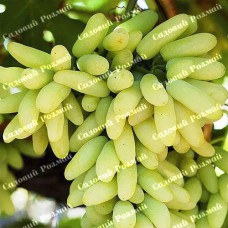 Саджанці винограду «Голд Фінгер» - 1-річний