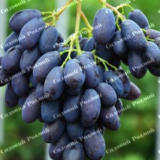 Саджанці винограду «Каталонія» - 1-річний