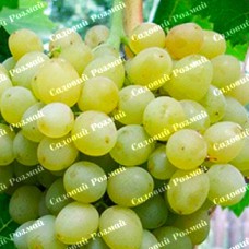 Саджанці винограду «Кеша» - 1-річний