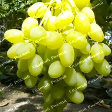 Саджанці винограду «Конвалія» - 1-річний