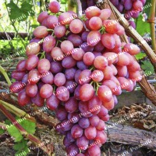 Саджанці винограду «Кішміш Променистий» - 1-річний