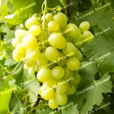 Саджанці винограду «Лора» - 1-річний