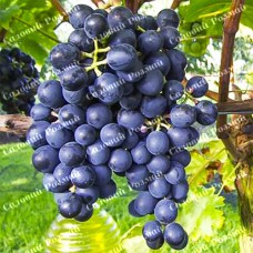 Саджанці винограду «Мускат Блау» - 1-річний