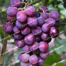 Саджанці винограду «Мускат Новошахтинський» - 1-річний