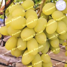 Саджанці винограду «Мілана» - 1-річний