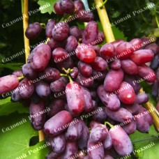 Саджанці винограду «Нащадок Різамата» - 1-річний