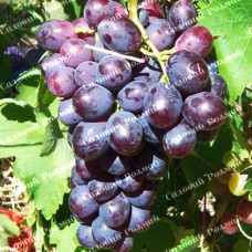 Саджанці винограду «Пам'яті Вчителя» - 1-річний