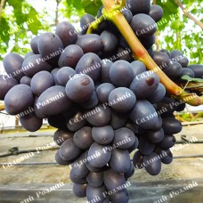 Саджанці винограду «Подарунок Несветая» - 1-річний