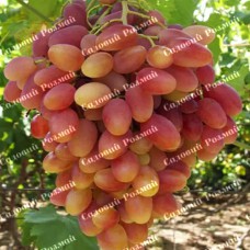 Саджанці винограду «Преображення» - 1-річний