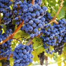 Саджанці винограду «Рубін» - 1-річний