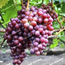 Саджанці винограду «Сенатор» - 1-річний