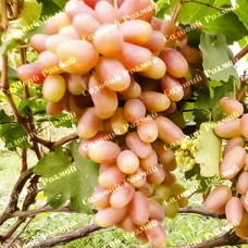 Саджанці винограду «Сенсація» - 1-річний