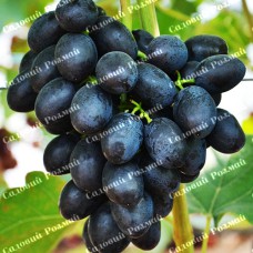 Саджанці винограду «Шарада» - 1-річний