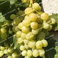 Саджанці винограду «Спонсор» - 1-річний