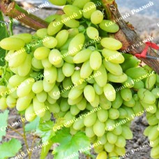 Саджанці винограду «Століття» - 1-річний