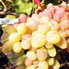 Саджанці винограду «Ух-ти» - 1-річний