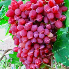 Саджанці винограду «Велес» - 1-річний