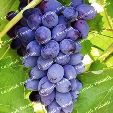 Саджанці винограду «Юпітер» - 1-річний