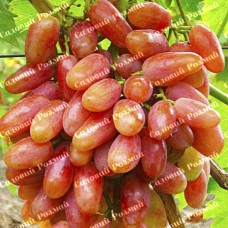 Саджанці винограду «Ювілей Новочеркаська» - 1-річний