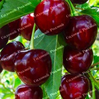 Саджанці вишні «Чудо Вишня» - 1-річний