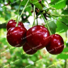 Саджанці вишні «Гріот Мелітопольський» - 1-річний