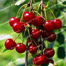 Саджанці вишні «Кантереноші» - 1-річний