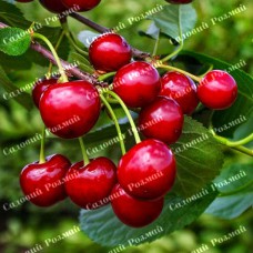 Саджанці вишні «Ксенія» - 1-річний