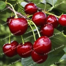 Саджанці вишні «Лотівка» - 1-річний