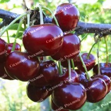 Саджанці вишні «Нефріс» - 1-річний