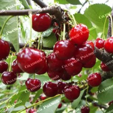 Саджанці вишні «Норд Стар» - 1-річний