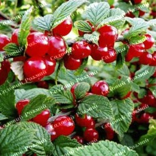 Саджанці вишні «Повстяна»