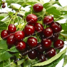 Саджанці вишні «Пустунка» - 1-річний