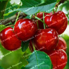 Саджанці вишні «Ранній Десерт» - 1-річний