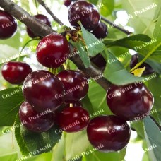 Саджанці вишні «Шпанка» - 1-річний