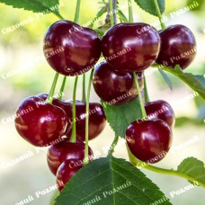 Саджанці вишні «Ерді» - 1-річний