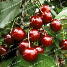 Саджанці вишні «Ерді Великоплідна» - 1-річний