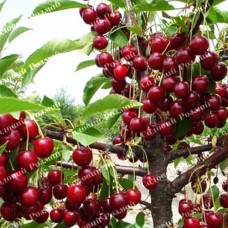 Саджанці вишні «Зустріч» - 1-річний