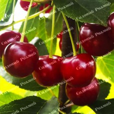 Саджанці вишні «Любительська» - 1-річний