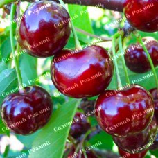 Саджанці вишні «Відродження» - 1-річний