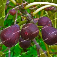 Саджанці інжиру «Київський Великоплідний»